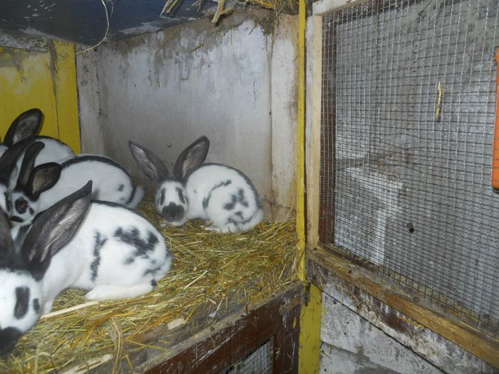 iunie 2013 318 - 1845 Florin Oltean