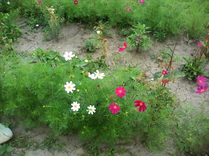 IMG_20130630_131154; cosmos
