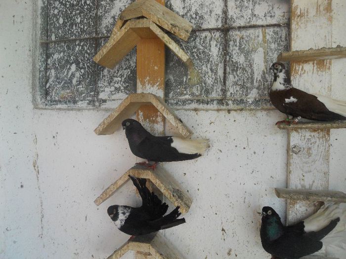 iunie 2013 472 - 1847 Mihai Bocsa