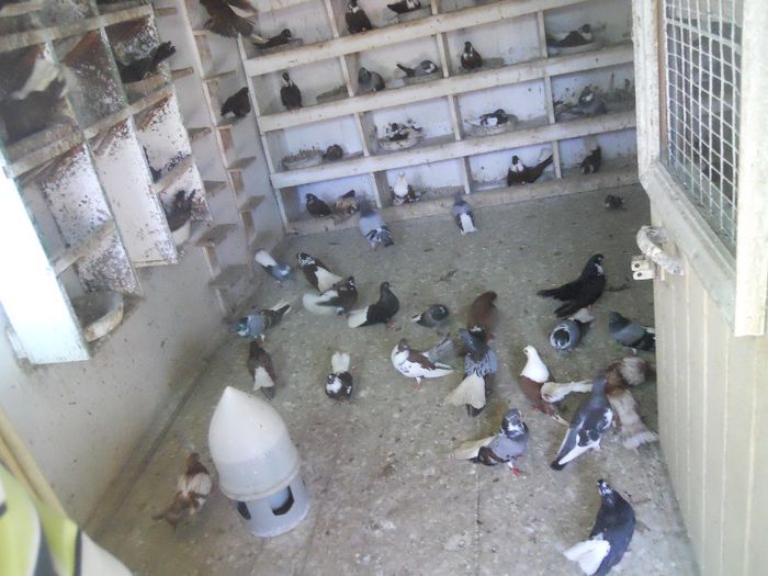 iunie 2013 476 - 1847 Mihai Bocsa