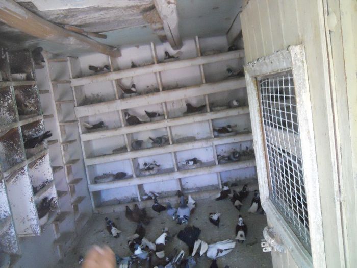 iunie 2013 477 - 1847 Mihai Bocsa