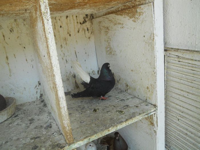 iunie 2013 480 - 1847 Mihai Bocsa