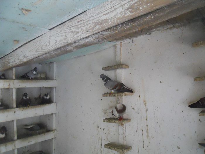 iunie 2013 485 - 1847 Mihai Bocsa