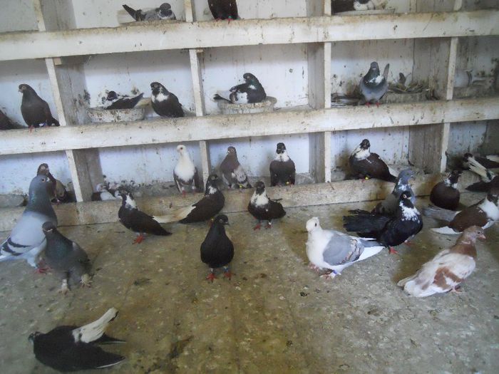 iunie 2013 489 - 1847 Mihai Bocsa