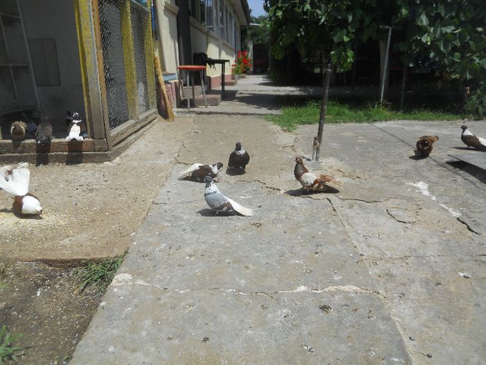 iunie 2013 497 - 1847 Mihai Bocsa