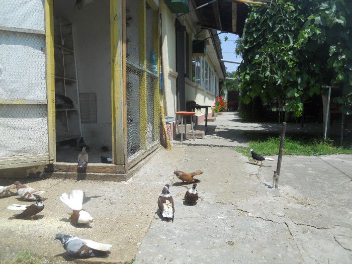 iunie 2013 498 - 1847 Mihai Bocsa