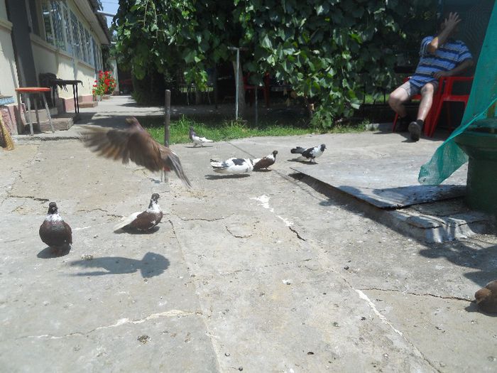 iunie 2013 500 - 1847 Mihai Bocsa