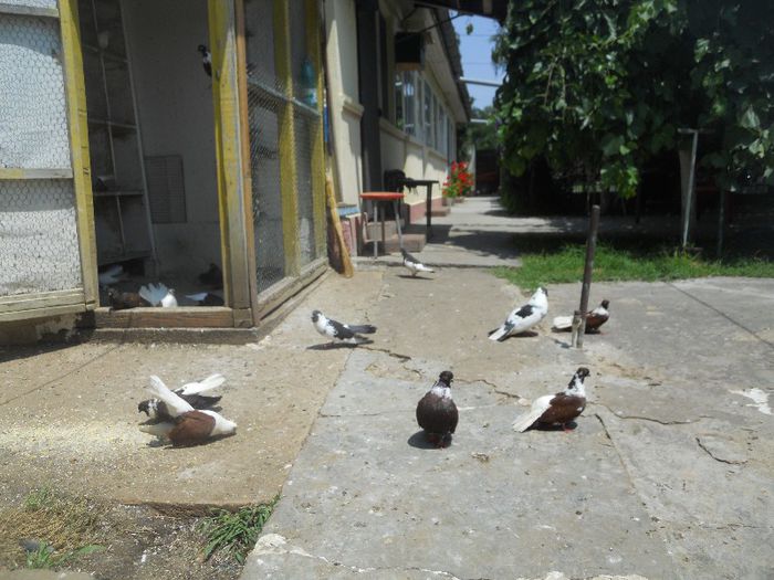 iunie 2013 501 - 1847 Mihai Bocsa