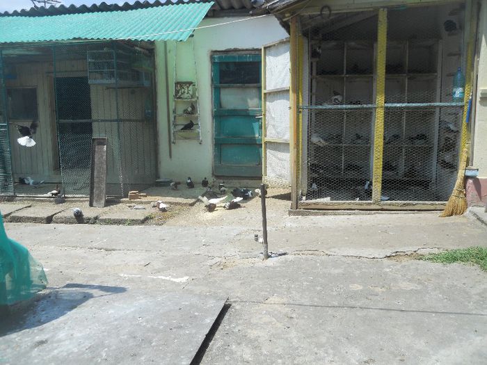 iunie 2013 502 - 1847 Mihai Bocsa