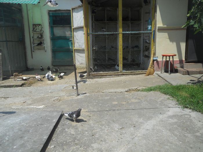 iunie 2013 503 - 1847 Mihai Bocsa