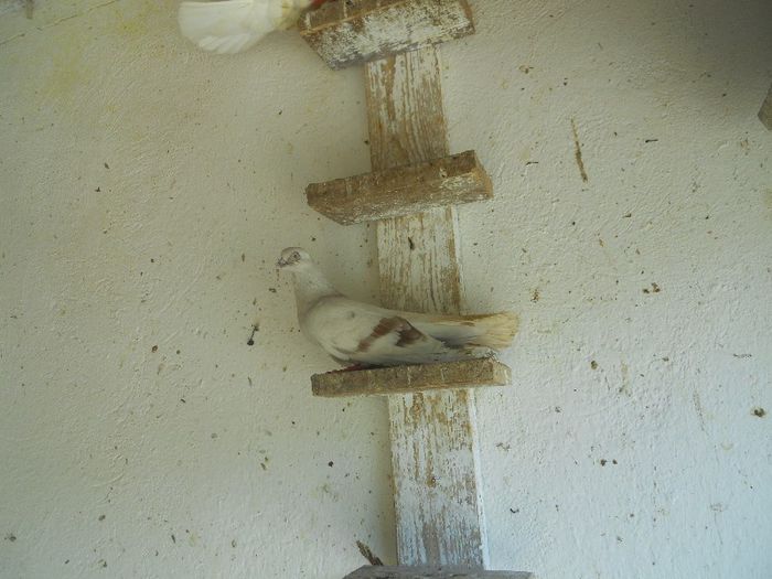 iunie 2013 514 - 1847 Mihai Bocsa