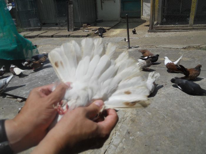 iunie 2013 515 - 1847 Mihai Bocsa