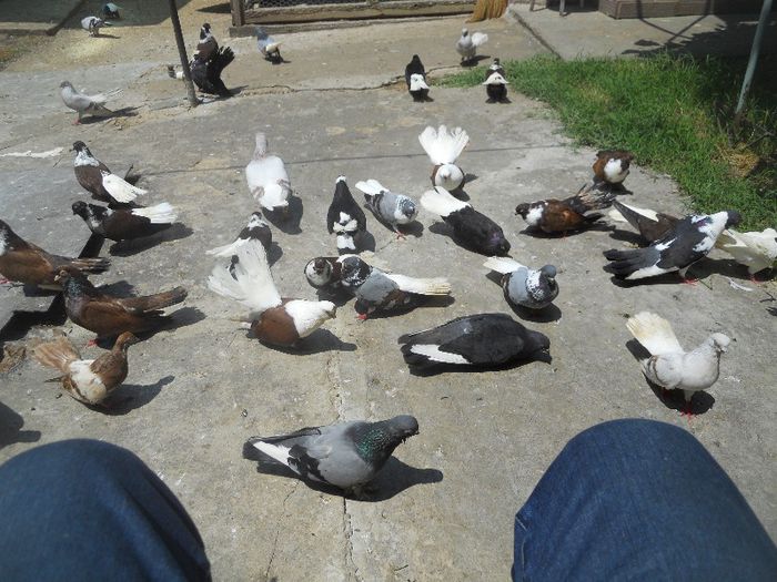 iunie 2013 518 - 1847 Mihai Bocsa