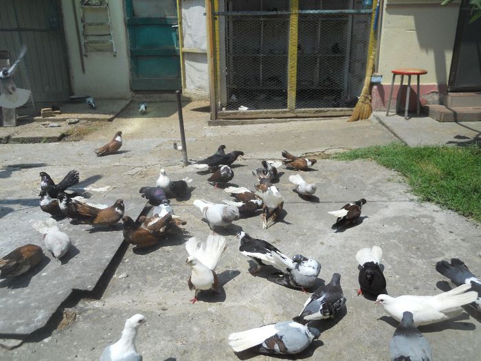 iunie 2013 519 - 1847 Mihai Bocsa