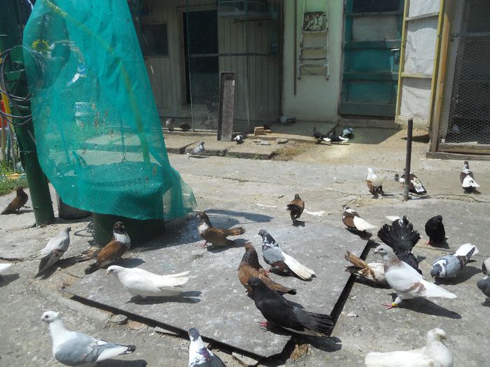 iunie 2013 520 - 1847 Mihai Bocsa