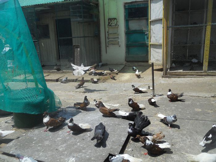 iunie 2013 521 - 1847 Mihai Bocsa