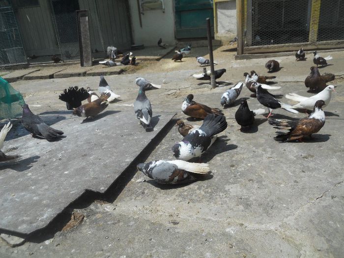 iunie 2013 522 - 1847 Mihai Bocsa