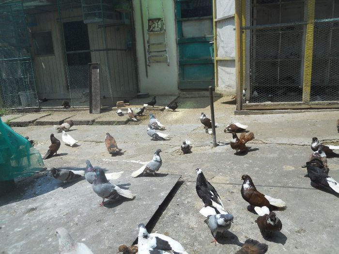 iunie 2013 523 - 1847 Mihai Bocsa