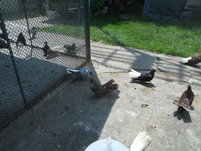 iunie 2013 524 - 1847 Mihai Bocsa