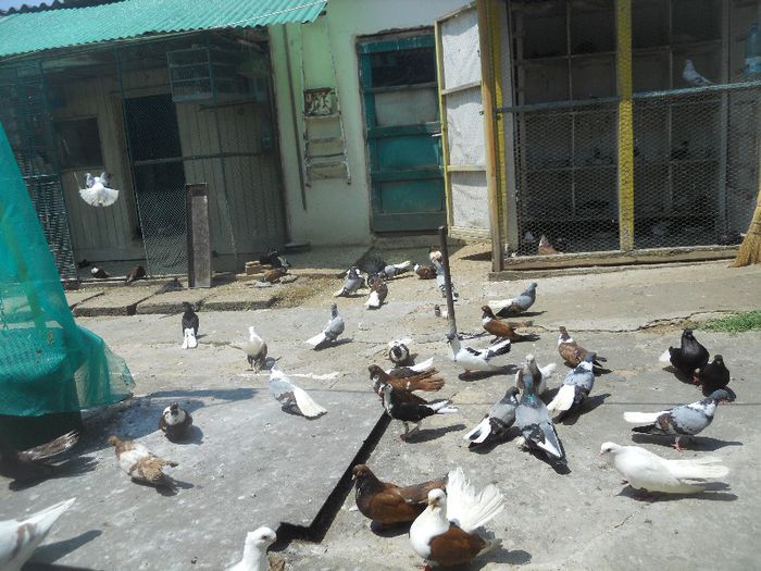 iunie 2013 526 - 1847 Mihai Bocsa