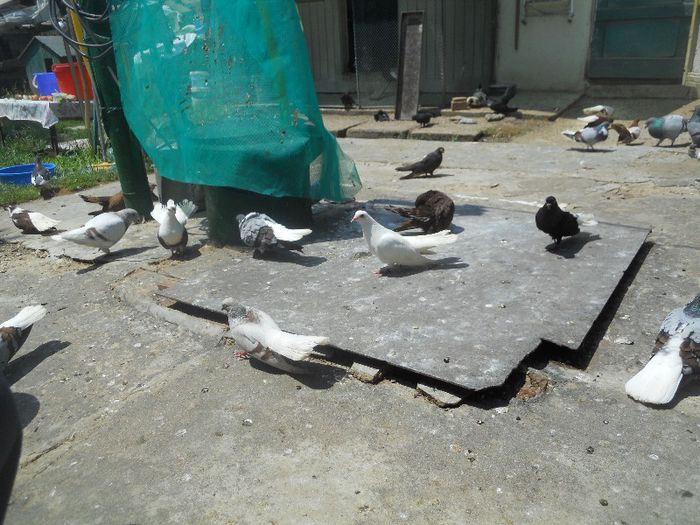 iunie 2013 528 - 1847 Mihai Bocsa