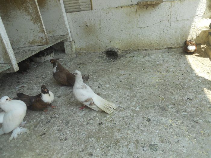 iunie 2013 530 - 1847 Mihai Bocsa