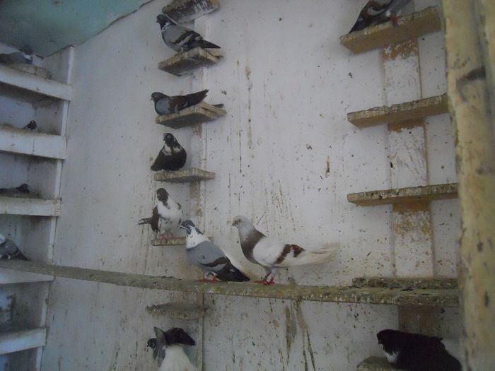 iunie 2013 533 - 1847 Mihai Bocsa