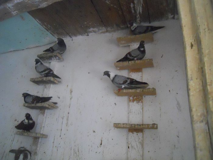 iunie 2013 534 - 1847 Mihai Bocsa