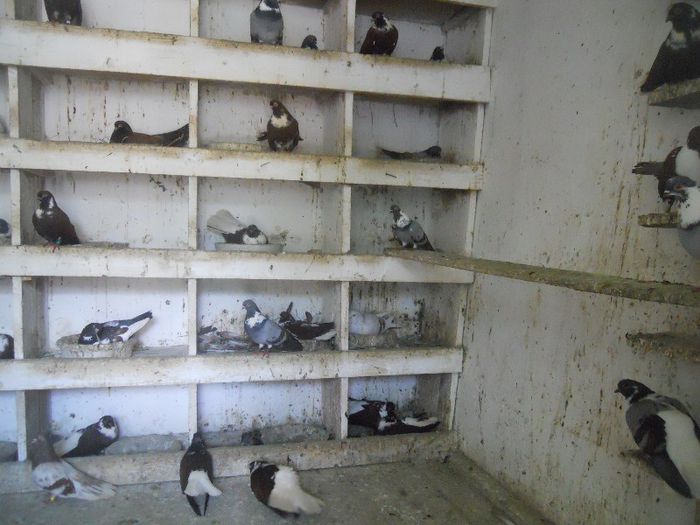 iunie 2013 535 - 1847 Mihai Bocsa