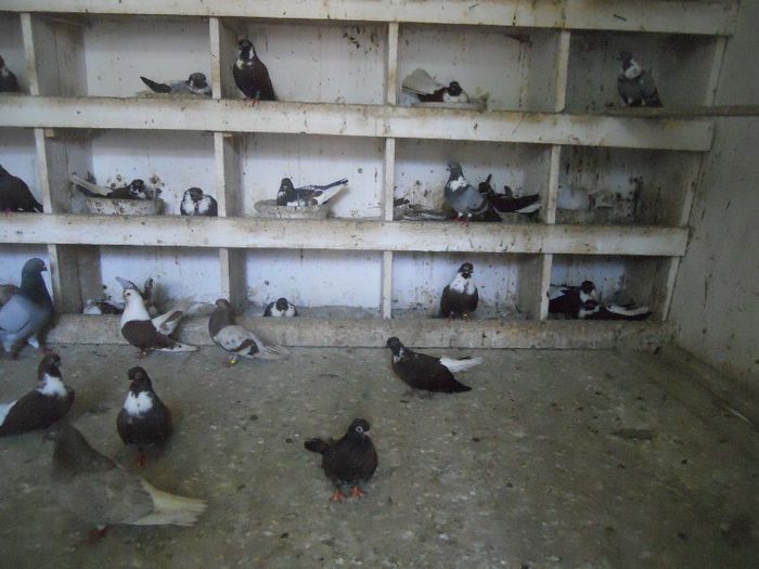 iunie 2013 536 - 1847 Mihai Bocsa