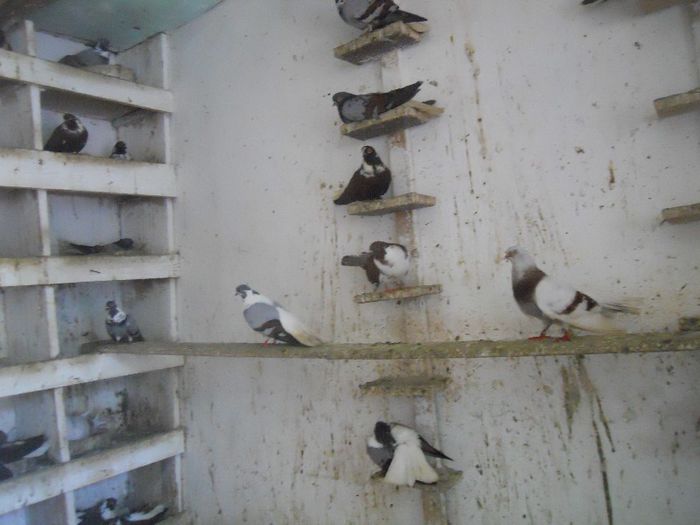 iunie 2013 537 - 1847 Mihai Bocsa