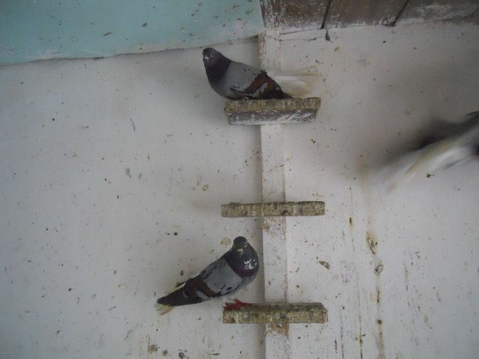 iunie 2013 540 - 1847 Mihai Bocsa