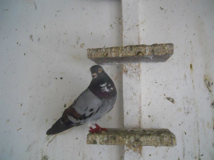 iunie 2013 541 - 1847 Mihai Bocsa