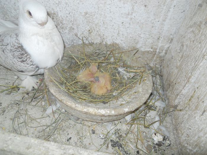 iunie 2013 545 - 1847 Mihai Bocsa