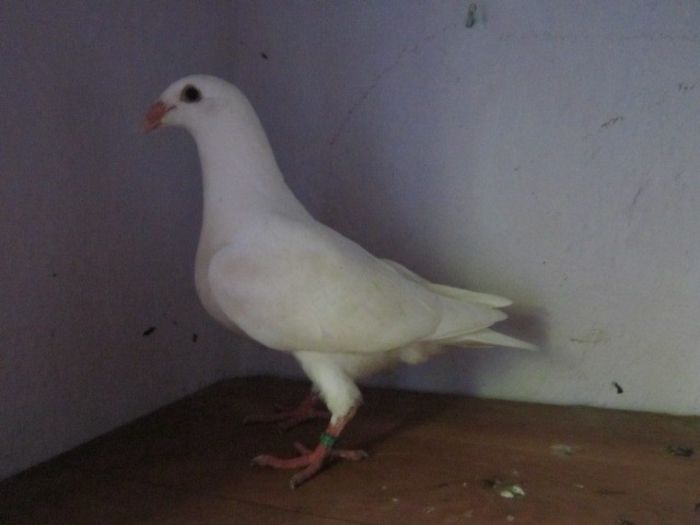 026 - PORUMBEI VINDUTI