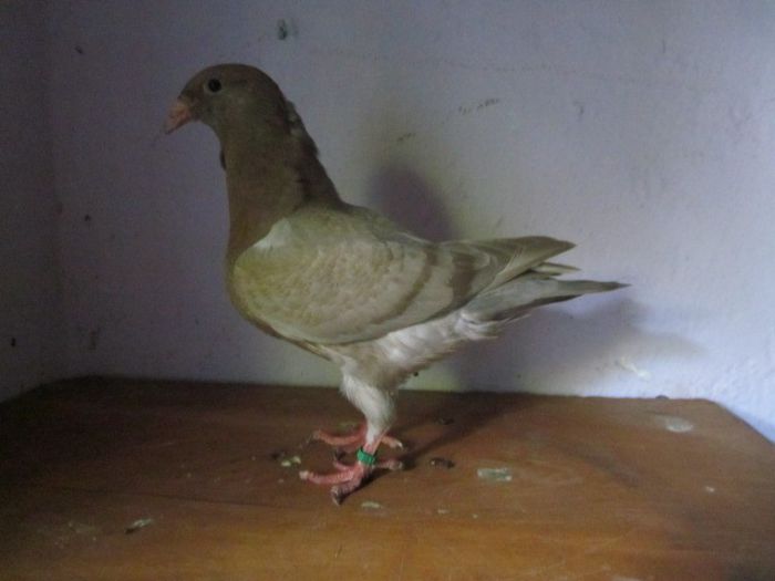 027 - PORUMBEI VINDUTI