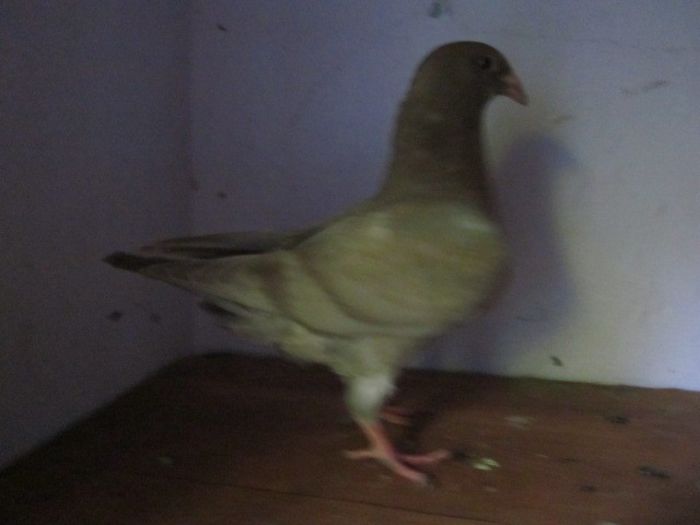 028 - PORUMBEI VINDUTI