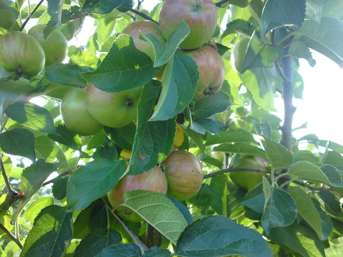 036 - Pozele anului 2013