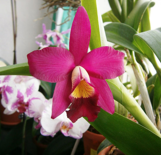 P6270007 - Reinfloriri orhidee 2013