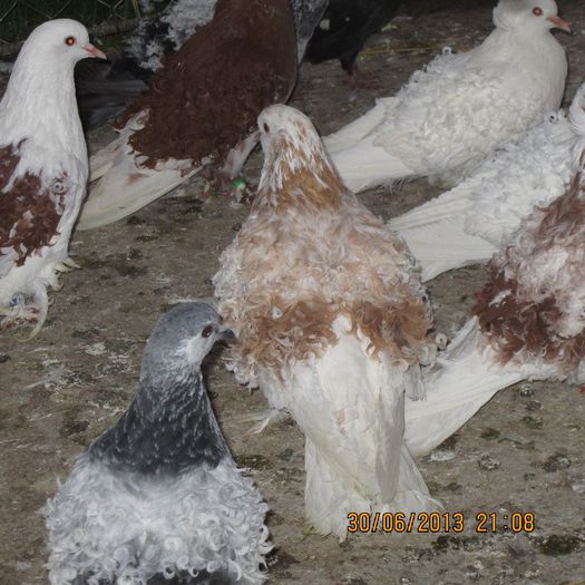 IMG_2078 - Creti maghiari si francezi