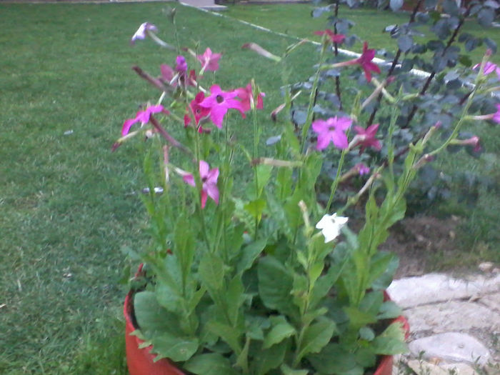 2013-06-29 21.05.24; regina nopti
