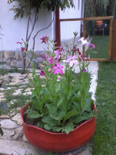 2013-06-29 21.05.04; regina nopti
