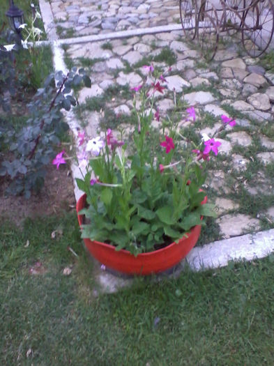 2013-06-29 21.05.10 - X-FLORI