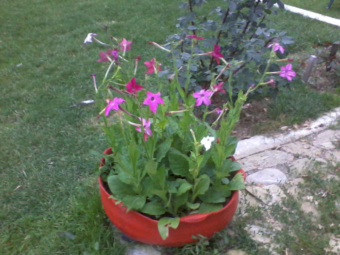 2013-06-29 21.05.18; regina nopti
