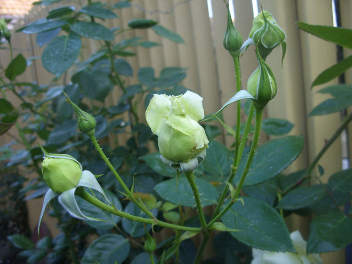 SDC13769 - Trandafiri II