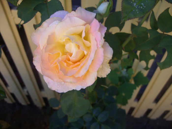 SDC14011 - Trandafiri II