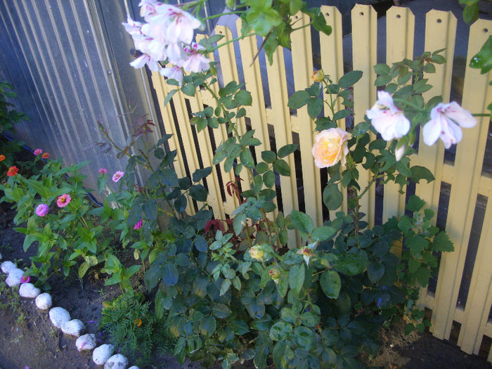 SDC14012 - Trandafiri II