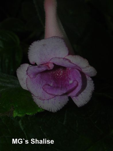  - MG s sinningia hybrids