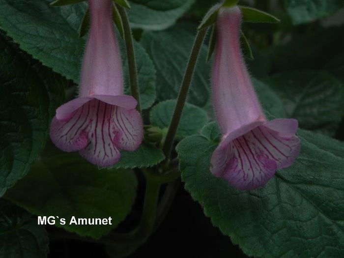  - MG s sinningia hybrids