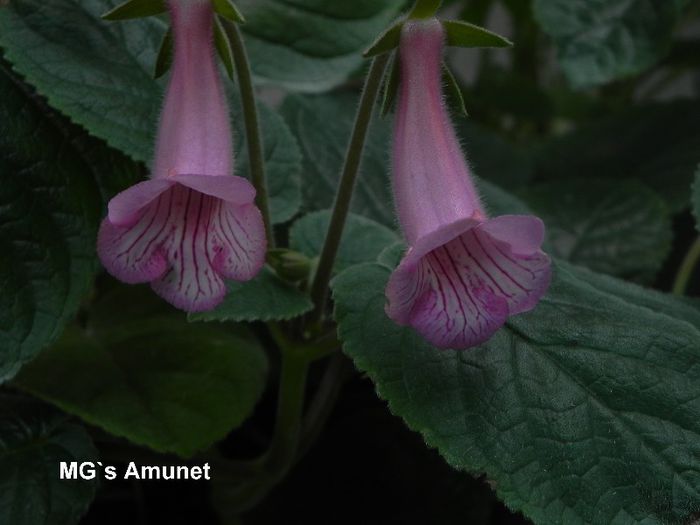  - MG s sinningia hybrids